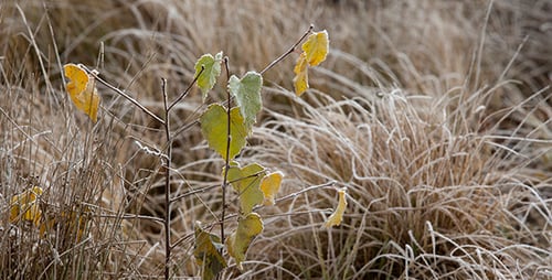 Grass Covered with Frost