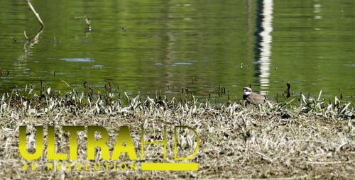 Little Ringed Plover (Charadrius Dubius) 2