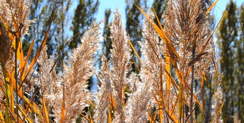 Field