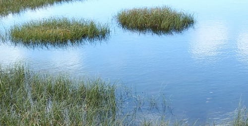 L'eau et l'herbe