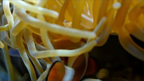 Orange Clownfish in Sea Anemone Tentacles