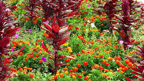Fleurs rouges et oranges dans le parterre de fleurs