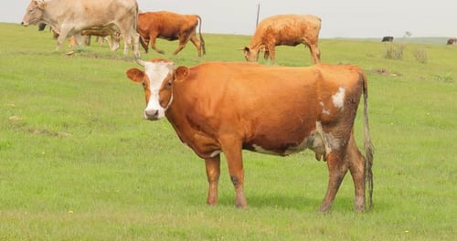 Cows Together Grazing in a Field