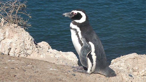 Pingüino de patas negras