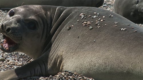 Seals Resting Peacefully on a Pebble Beach