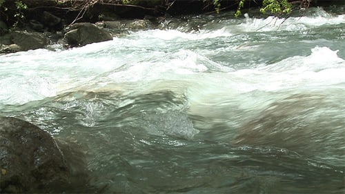 Water Stream In a Forest