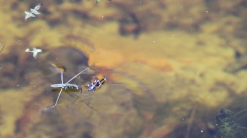 Wasserläufer auf einer wasserfressenden Spinne.