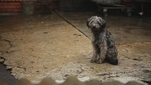 Small Wet Dog Sitting in Rain