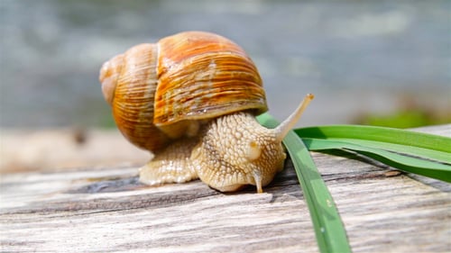 Snail And Grass