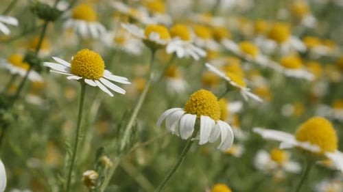 Fields of Matricaria recutita close-up 4K 2160p 30fps UltraHD footage - Common Chamomile white sprin