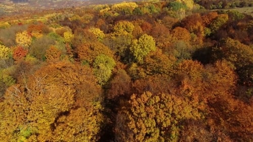 Flying Above Autumn Forest