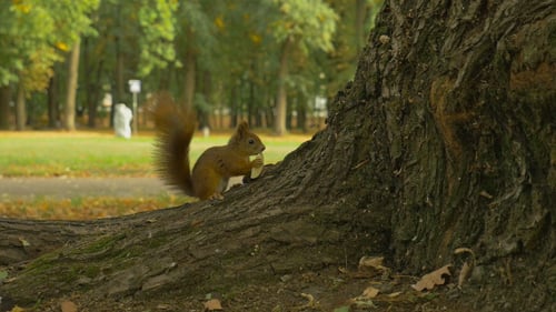 Un écureuil mange une pomme dans le parc