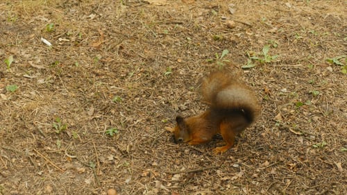 Squirrel Eats the Nut in the Ground