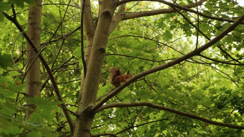 Eichhörnchen hörte die Gefahr im Park