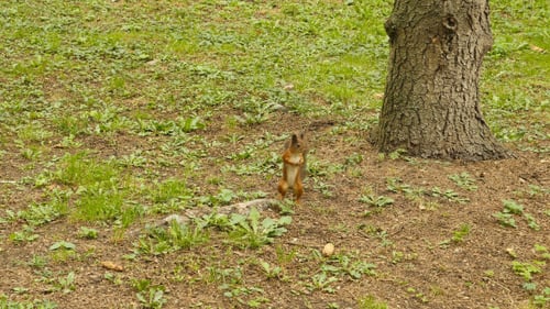 Squirrel Eats the Nut