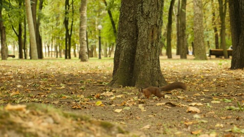 L'écureuil saute sur l'arbre