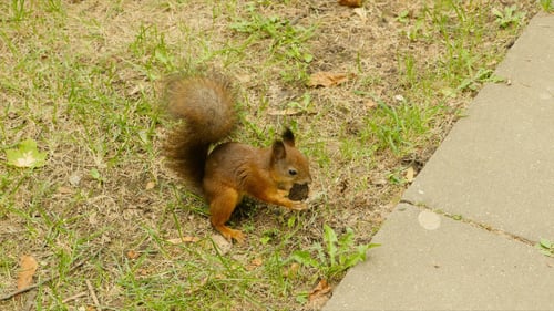 Hungriges Eichhörnchen