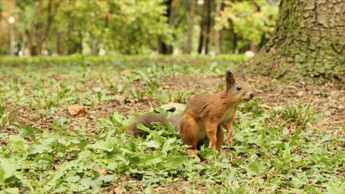 Fast Squirrel trouve la noix