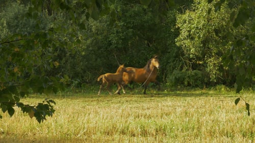 Horses Run in the Circles