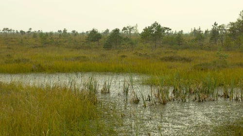 Bäume und Gras im Sumpf