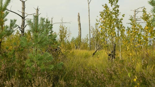 Dead Tree in the National Reserve