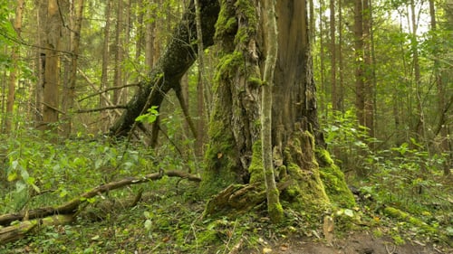 Green Broken Tree