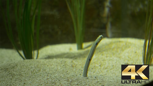 Tropical Pipefish Species