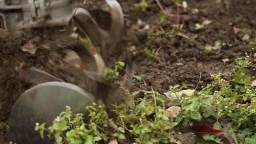 Agricultural Tiller Mixing Soil in a Garden