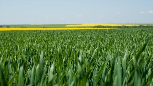 Spring Field Of Fresh Green Grass And Yellow