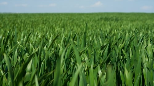 Grass Background Wheaten Field