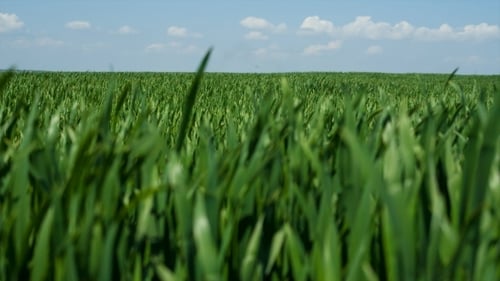 Grass Background Wheaten Field