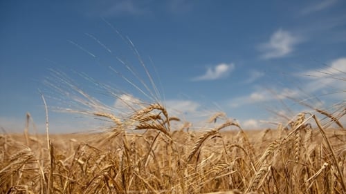 Golden Wheat Field Swaying in the Summer Breeze