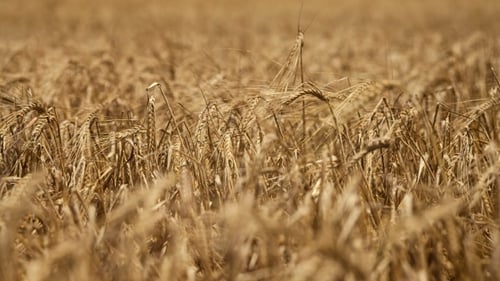 Wheat Field