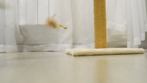 Playful Kitten Having Fun with Toy Indoors