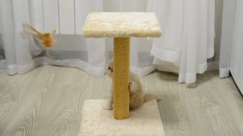 Adorable Kitten Plays with Toy on Cat Stand