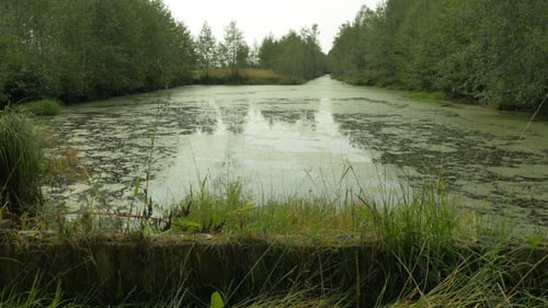 Swamp