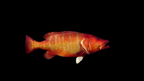Cubera Snapper Fish