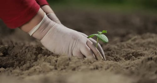 Cucumber Plant Planting Vegetables Farm Business