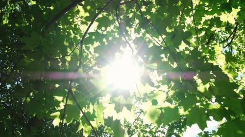 Sunlight Makes Its Way Through the Leaves in the Forest, the Sun's Rays Shine Between the Maple