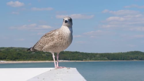 Möwe steht auf dem Pier