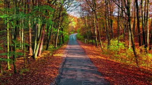Asphalt road through autumn forest in sunny Poland, aerial view