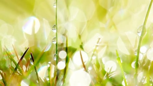 green grass and drops of morning dew