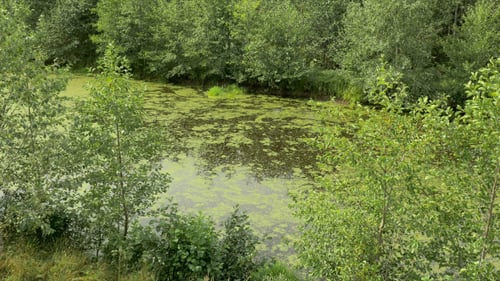 Swamp in the Forest