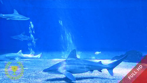 Sharks Swim in Blue Aquarium Tank