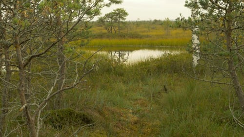 Teich im Wildtierreservat