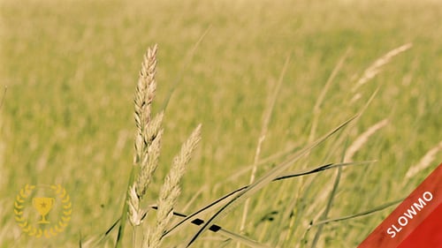 Wheat Field in the Wind