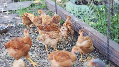 Chicken farm