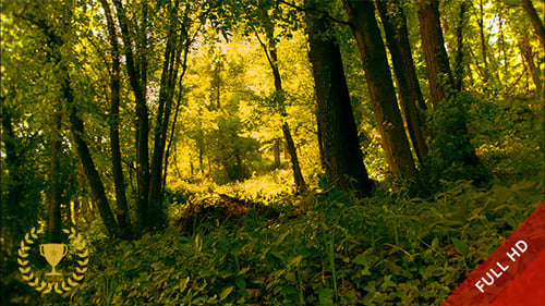 Windy Woods