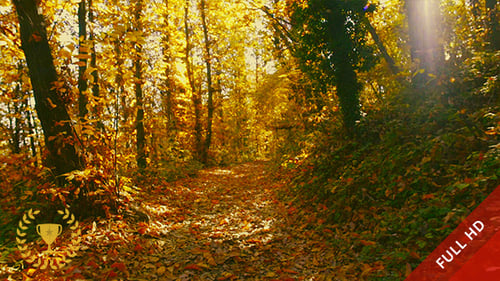 Sunlit Autumn Forest Path Covered in Leaves