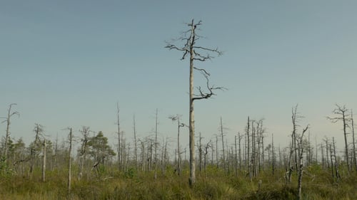 Nackte Bäume nach dem Brand